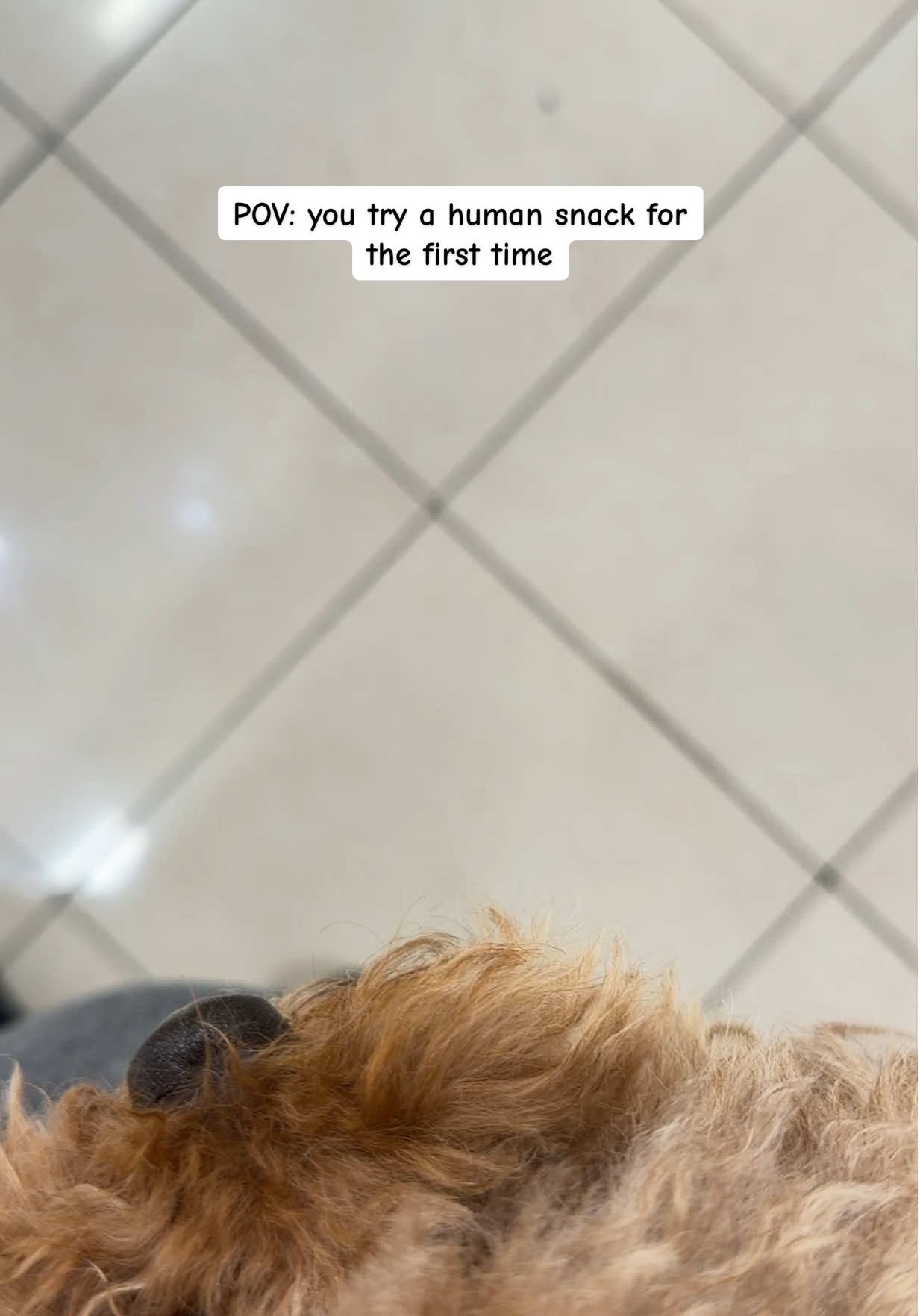 @Poodle Boy Teddy