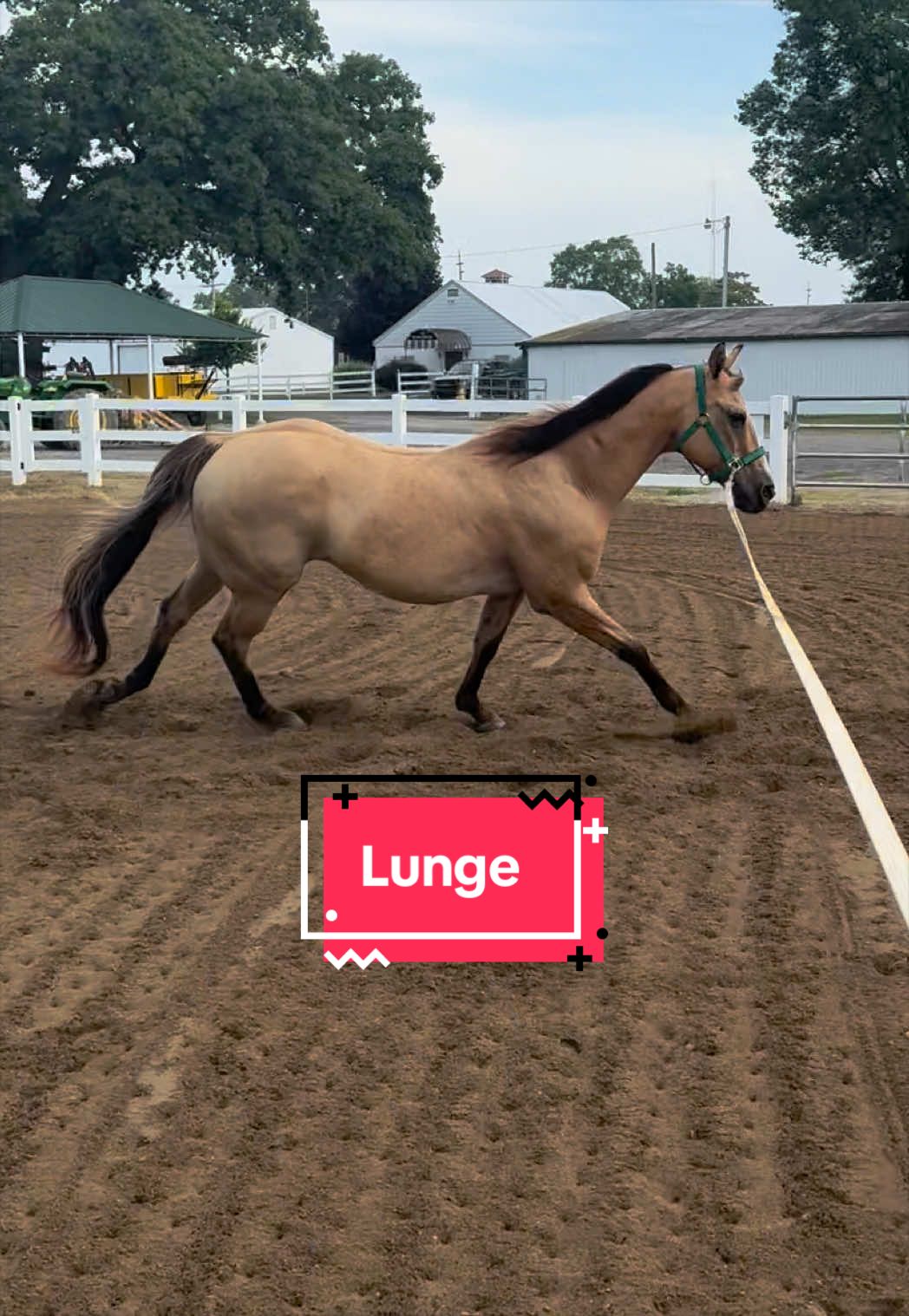 @yourhorseandponyleader