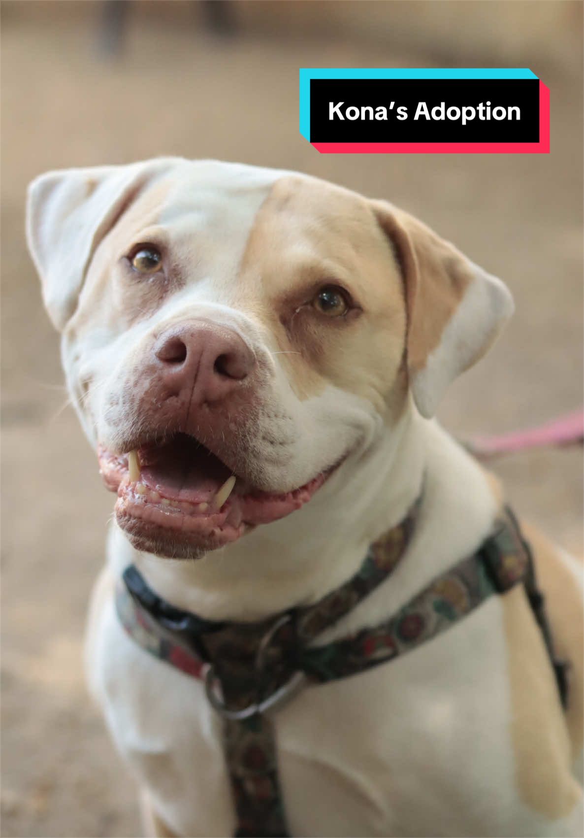 @PAWS
