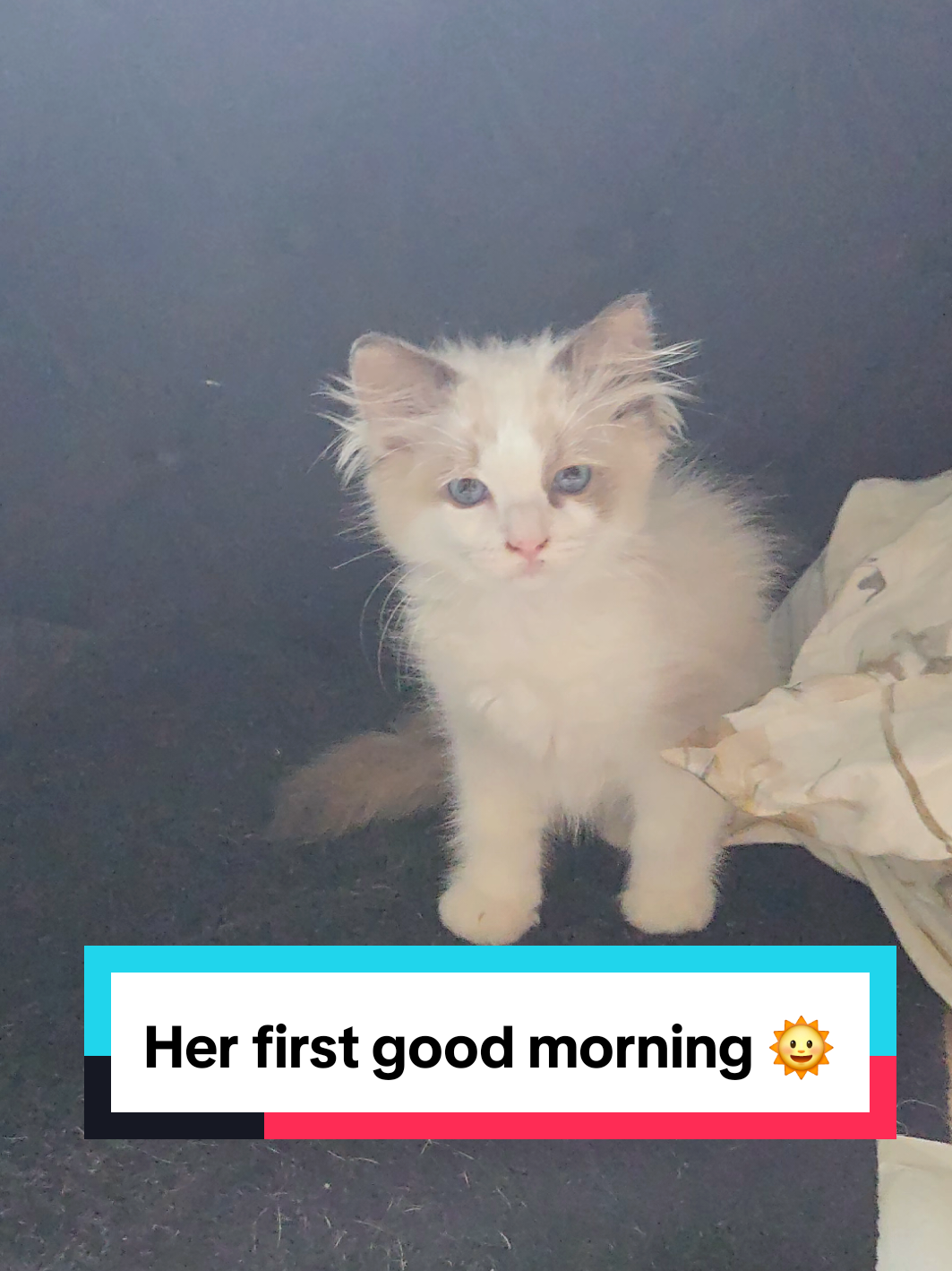 @Brittany's Beauties Kittens
