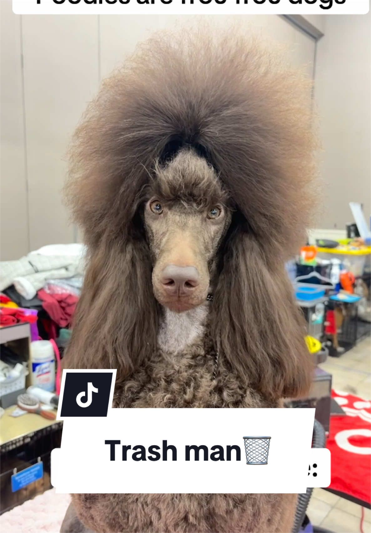@Maddie, Jovie & Nessie🤍🤎🐩