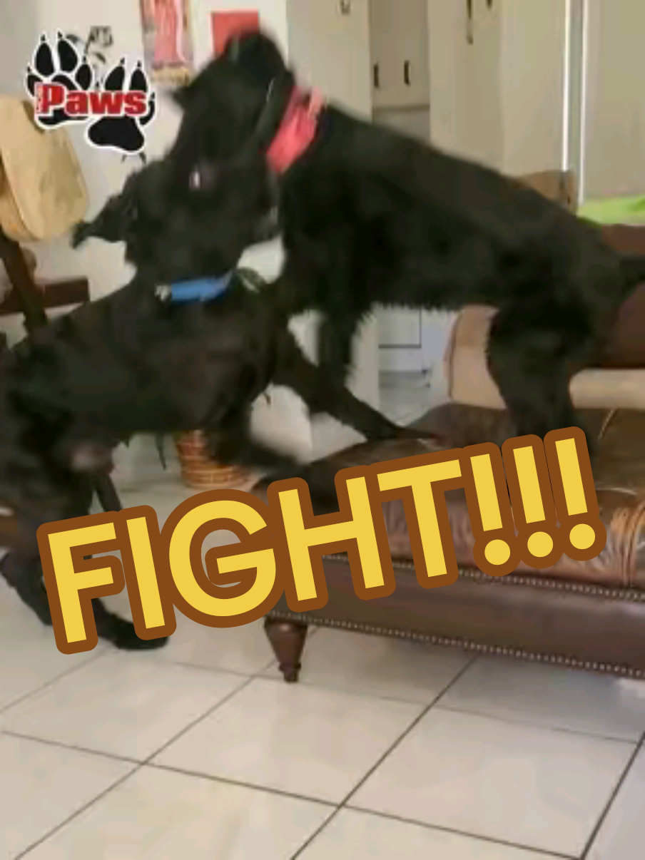 @Giant Schnauzers