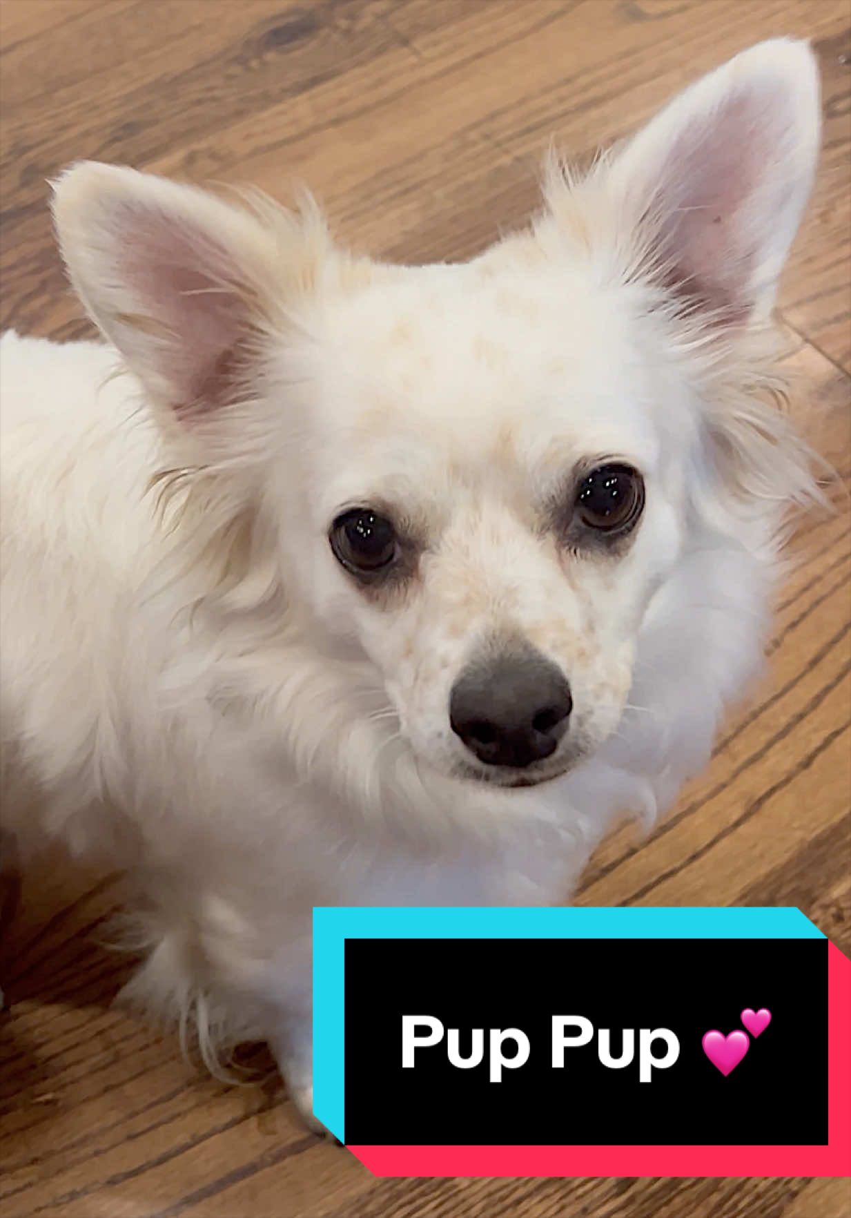 @Joyful Pets