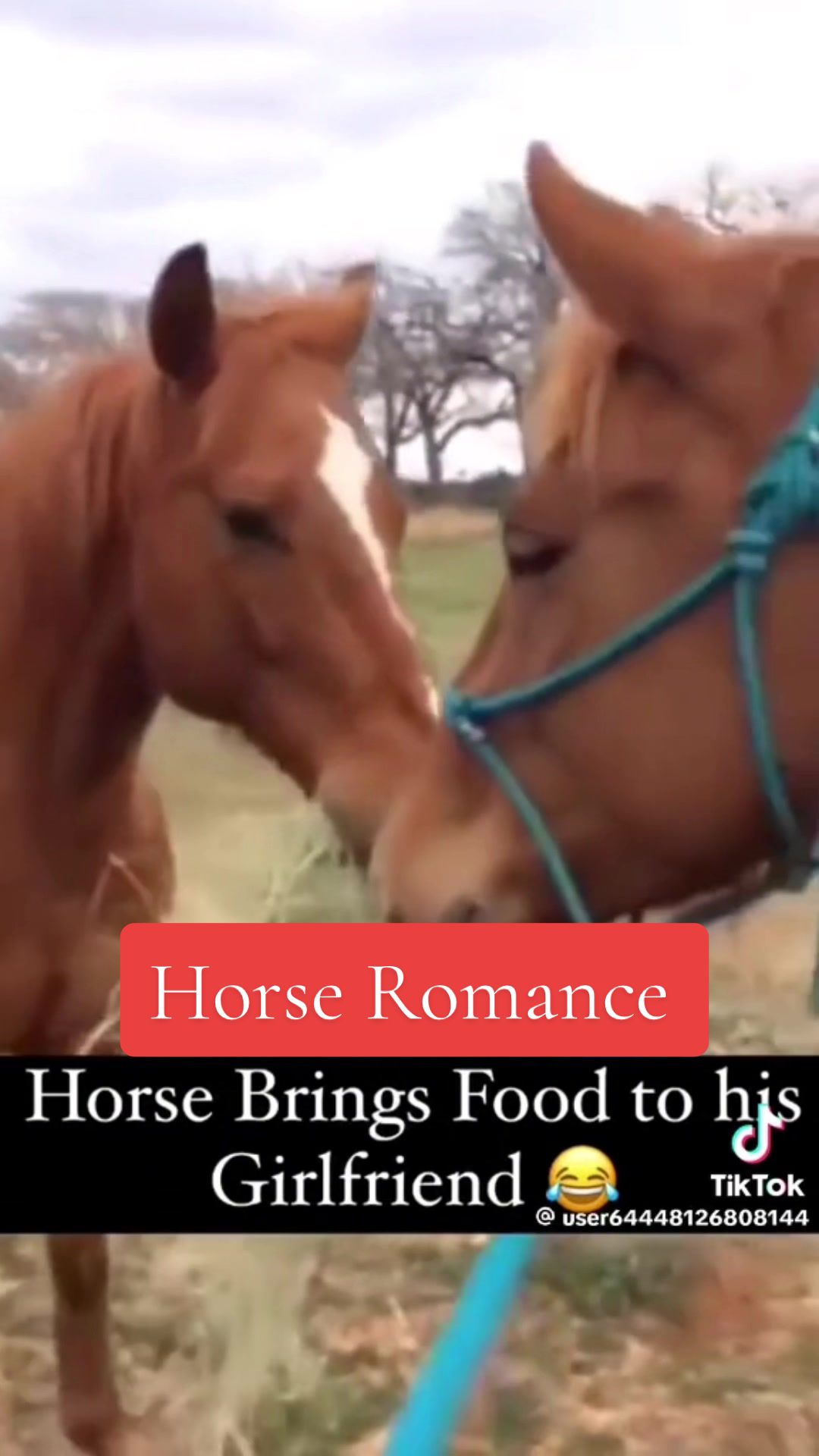 @Animal Antics