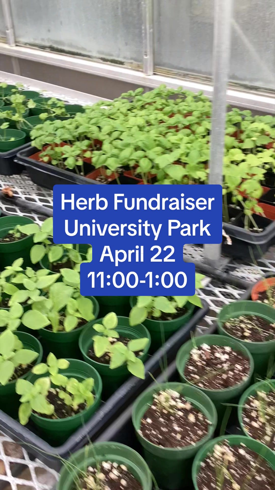 @bsu greenhouse