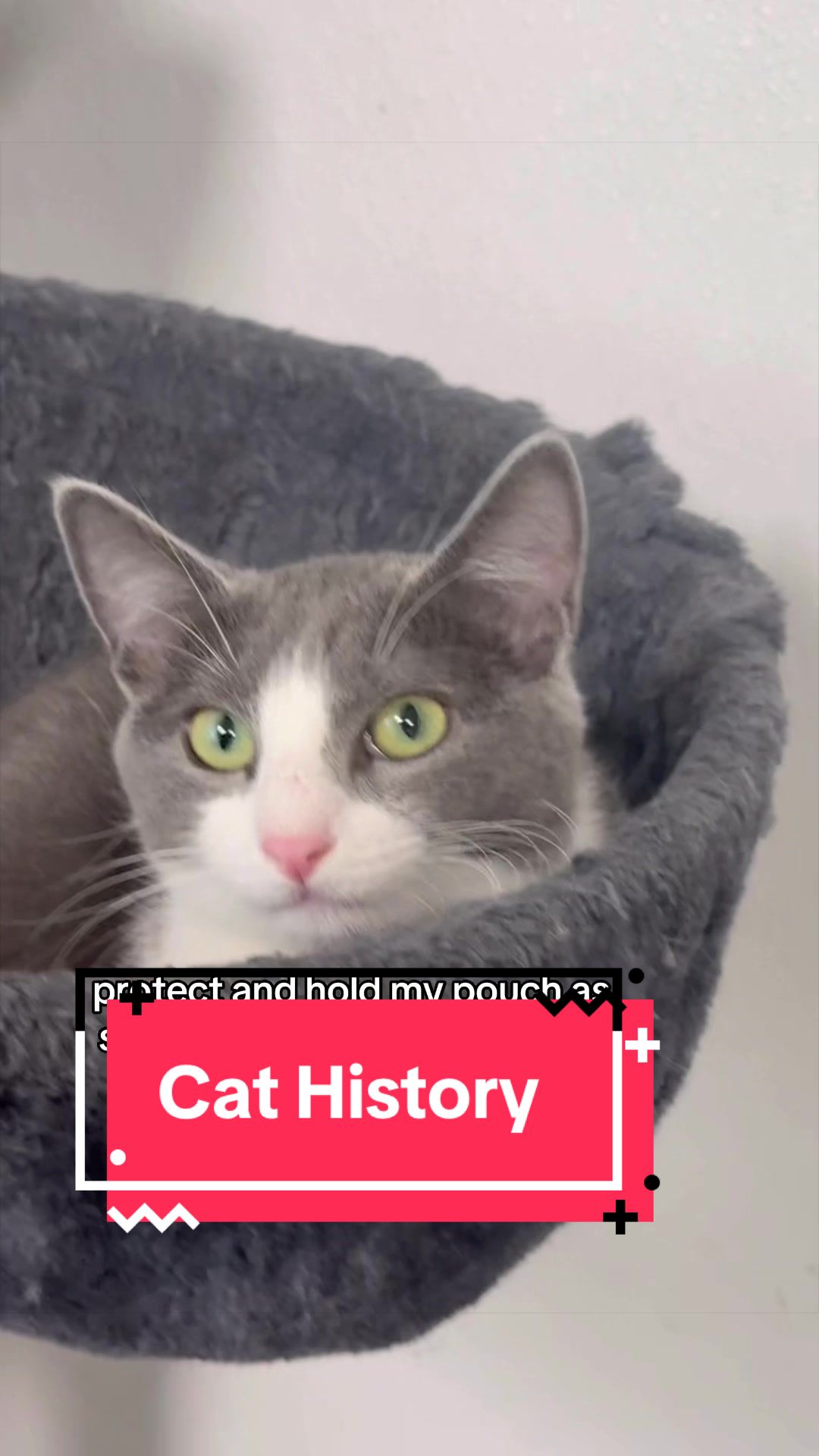 @The Cattery