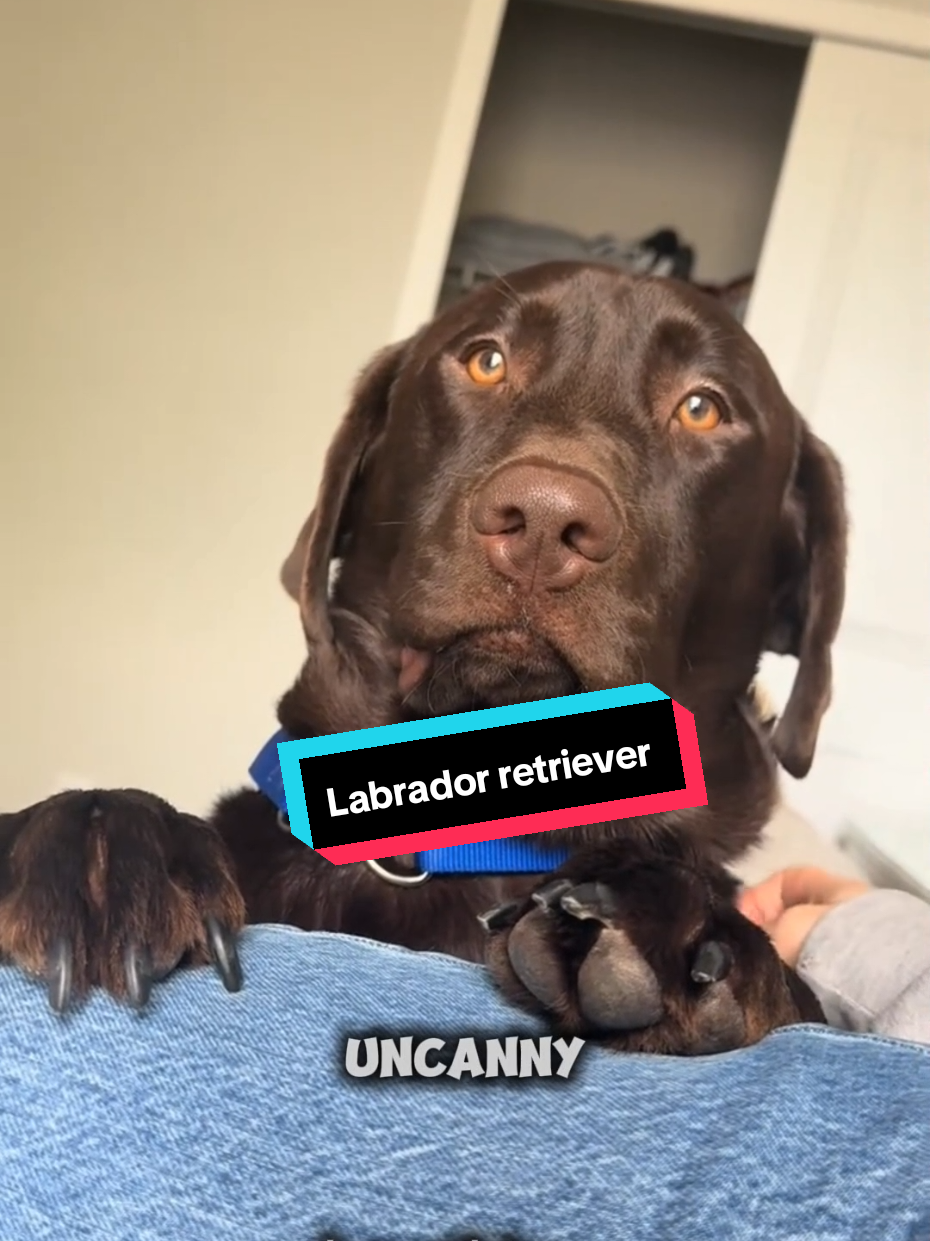 @Pet Vine