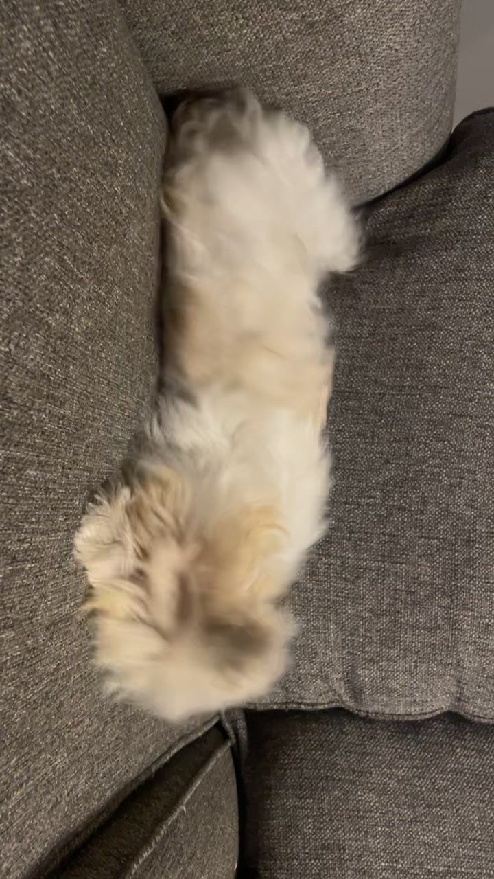 @heidi_the_malshi