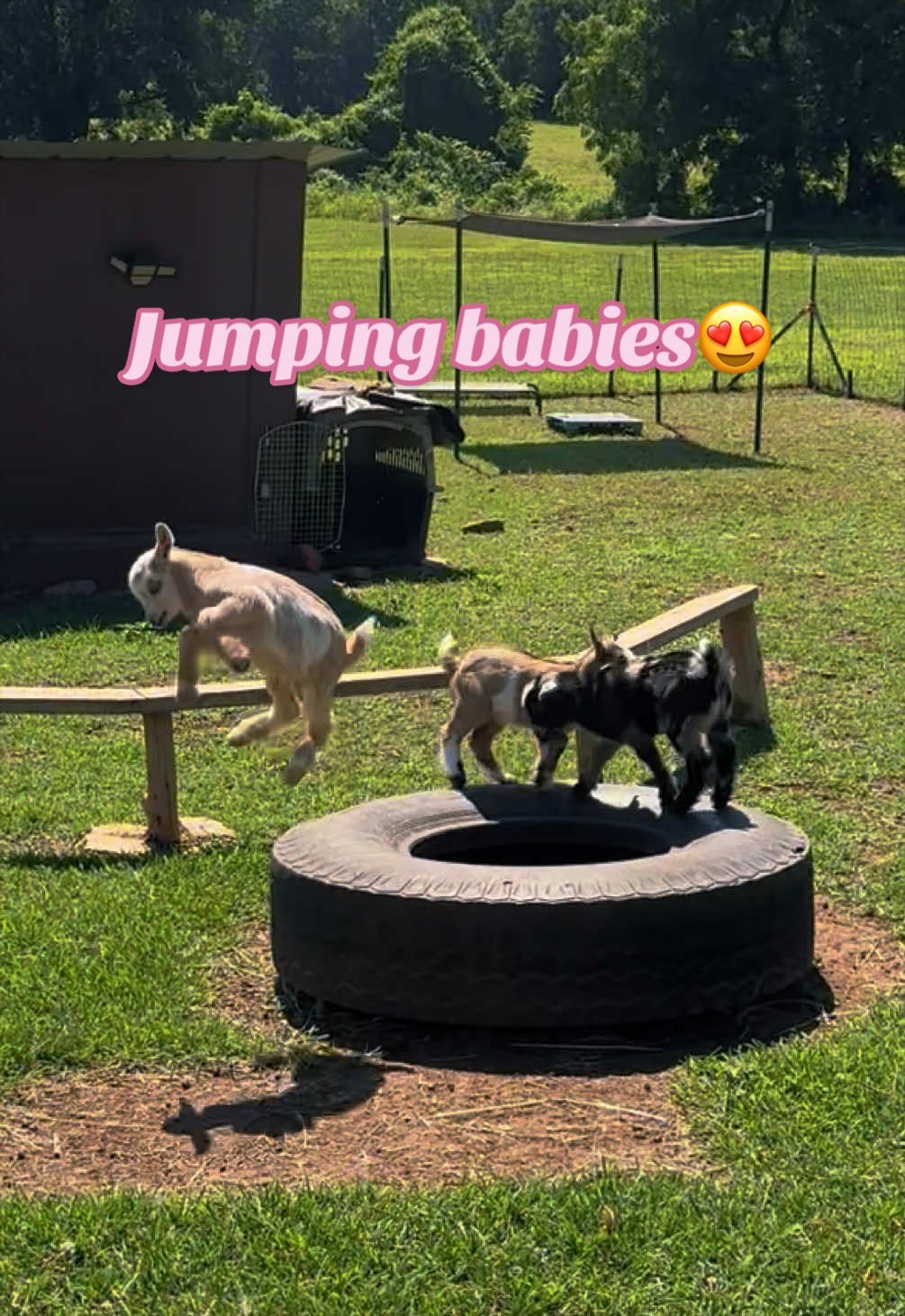 @Momma Tay🐐🐓👩🏼&zwj;🌾💕