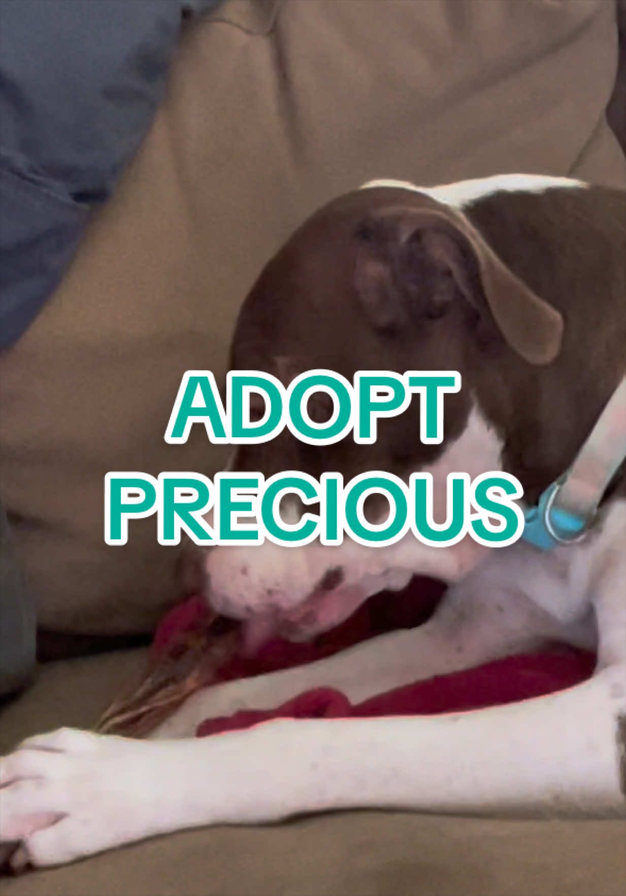 @Adopt a Pet