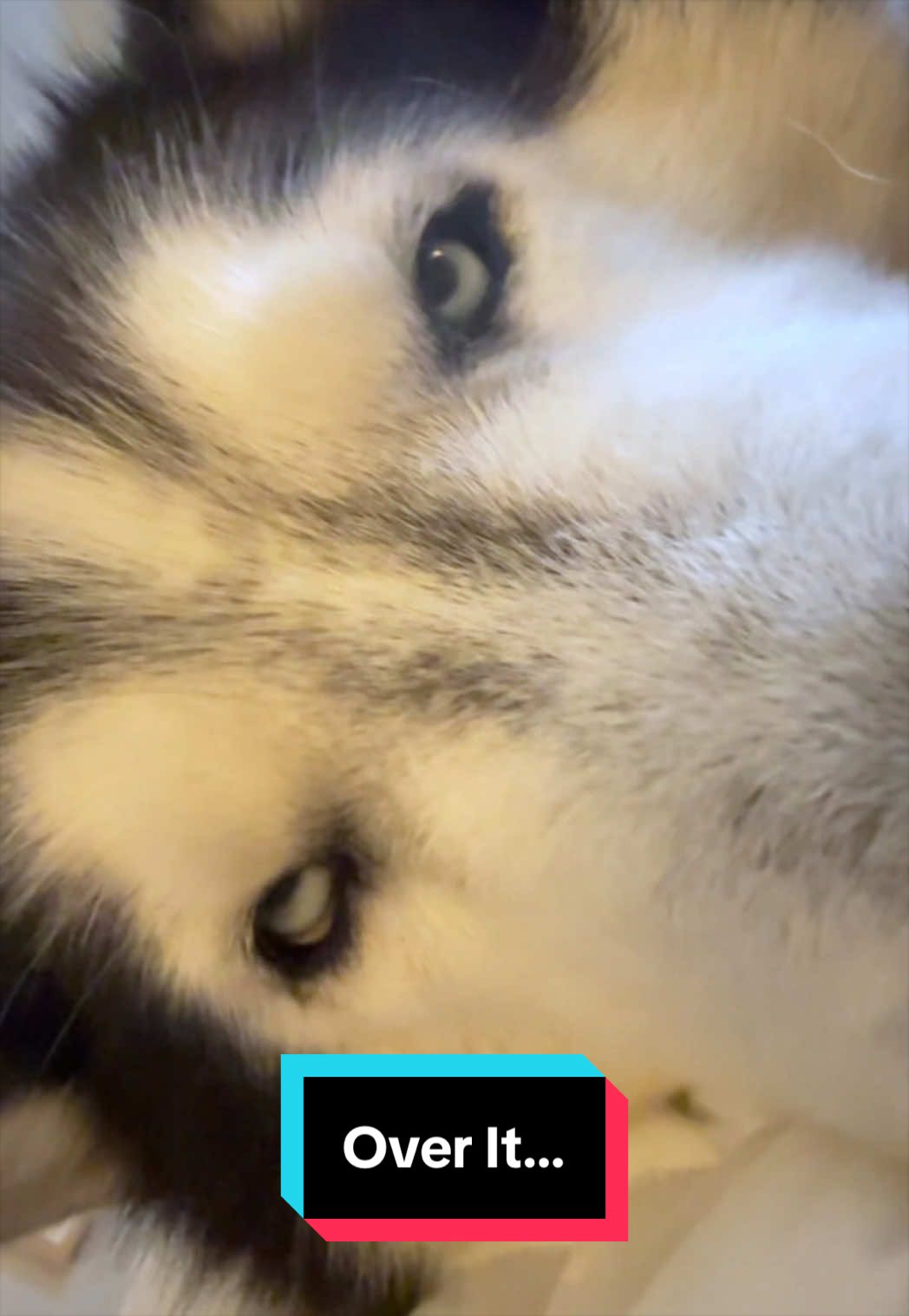 @Siberian Derpskies