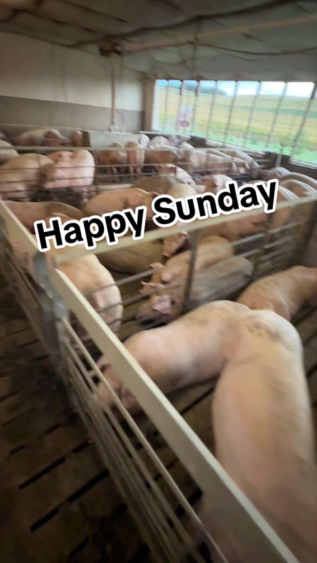 @Bec’s Pig Paradise | Becky B