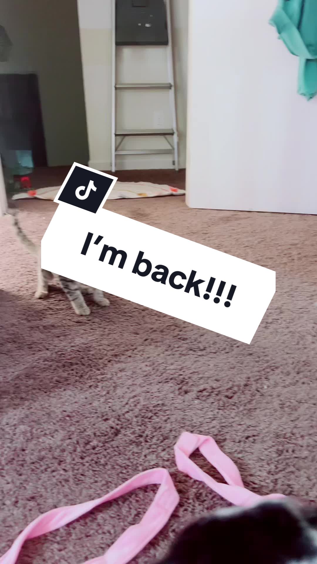 @Tokio Drift The Cat