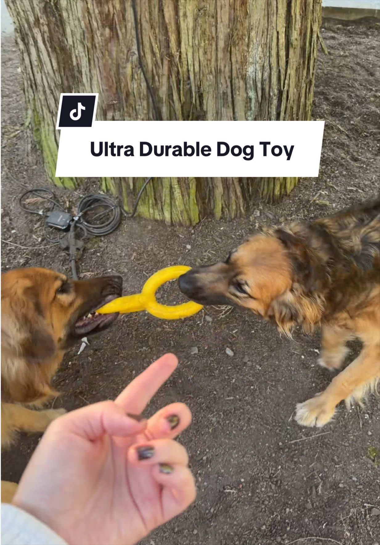 @lifewithgoldenshepherds