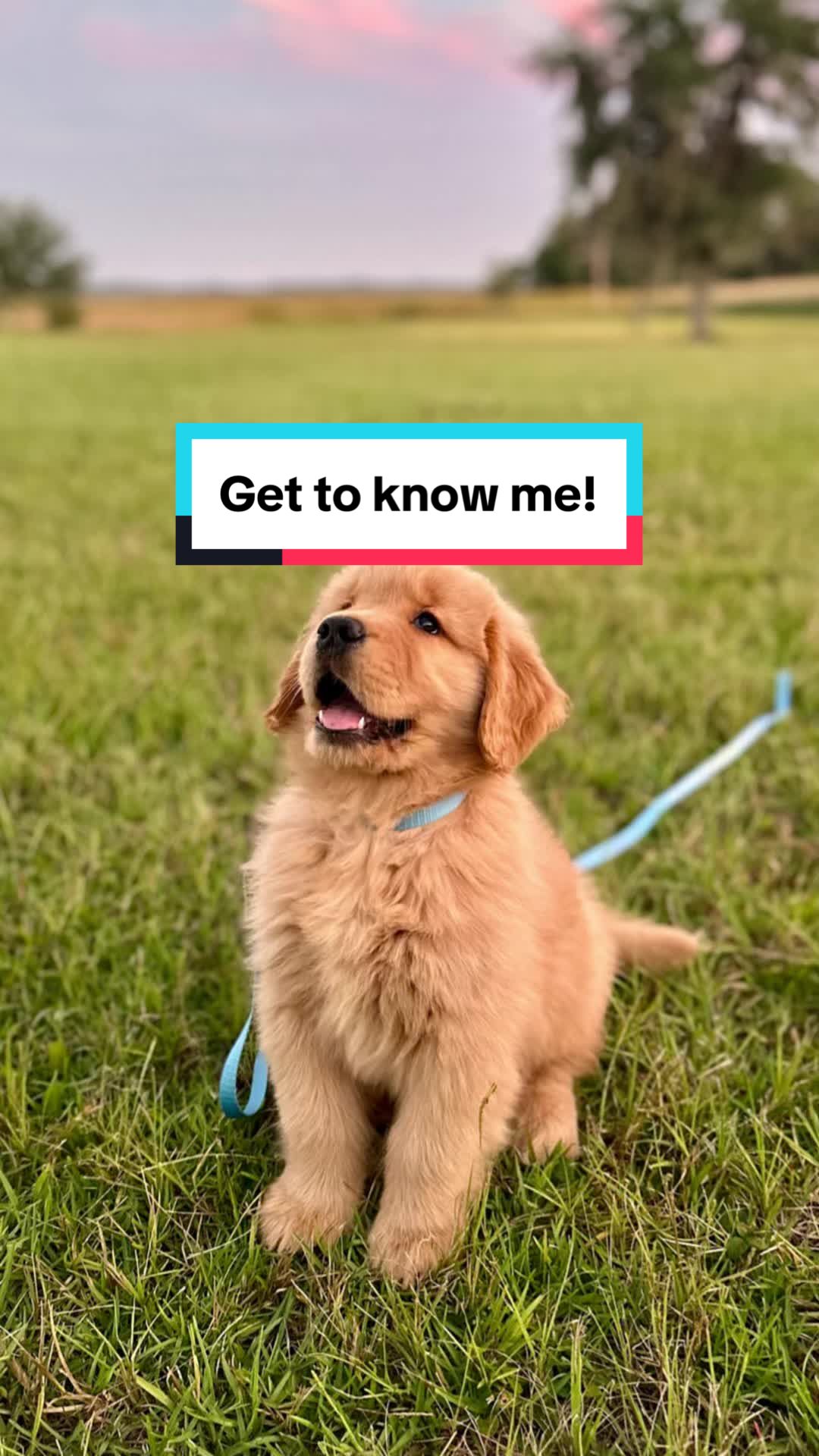 @Good Boy Bodhi 🦁