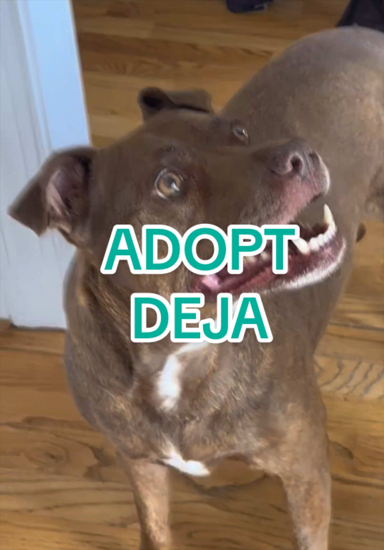 @Adopt a Pet