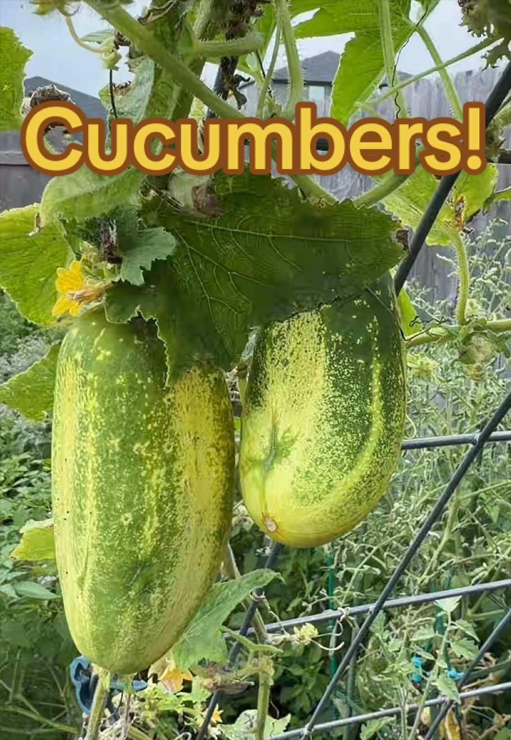 @Our Texas Garden | zone8b