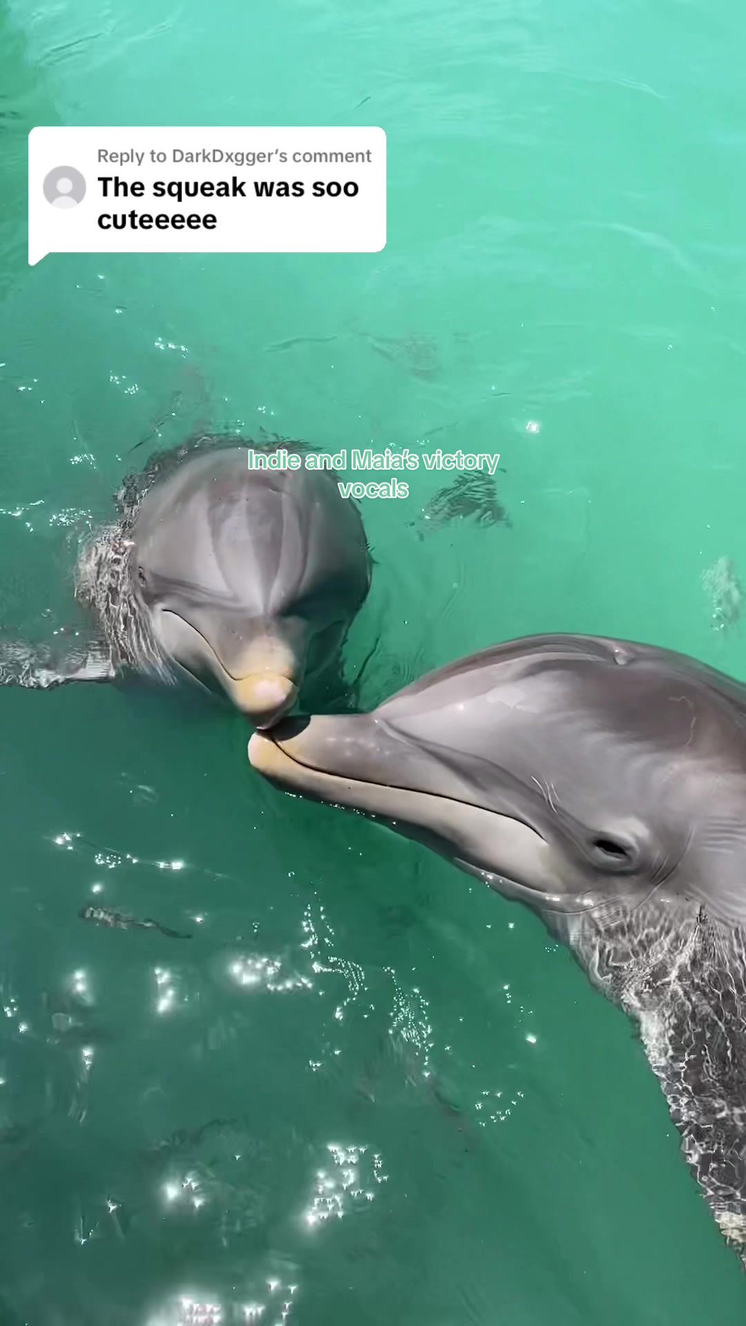 @dolphinconnection