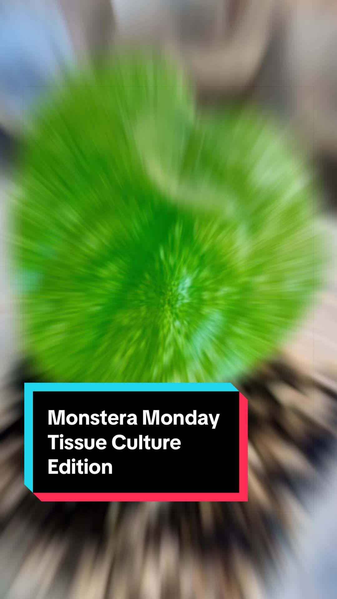 @Courtney &ldquo;DaPettyPlantDad&rdquo;