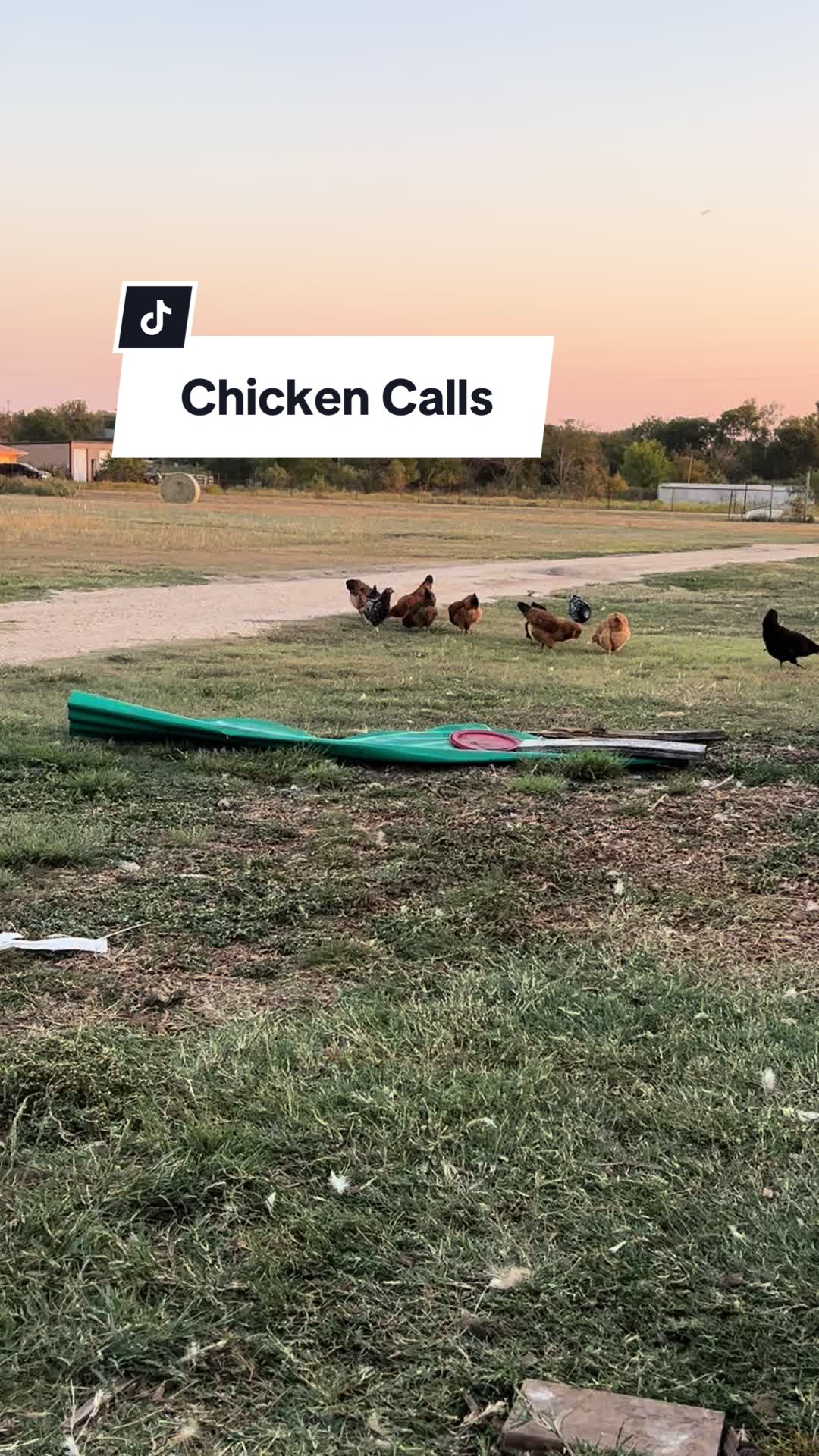 @TX City Farm Girl