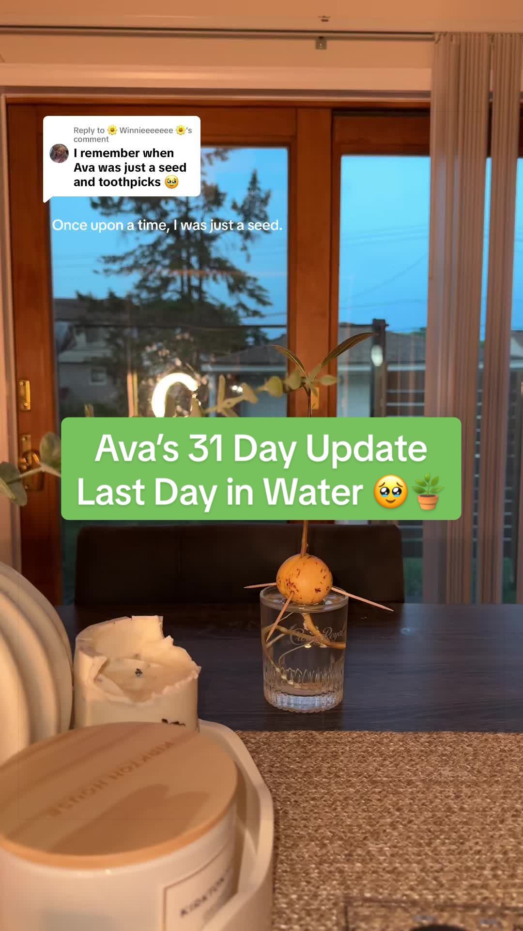 @Niki P - Ava’s Mom 🥑🌱