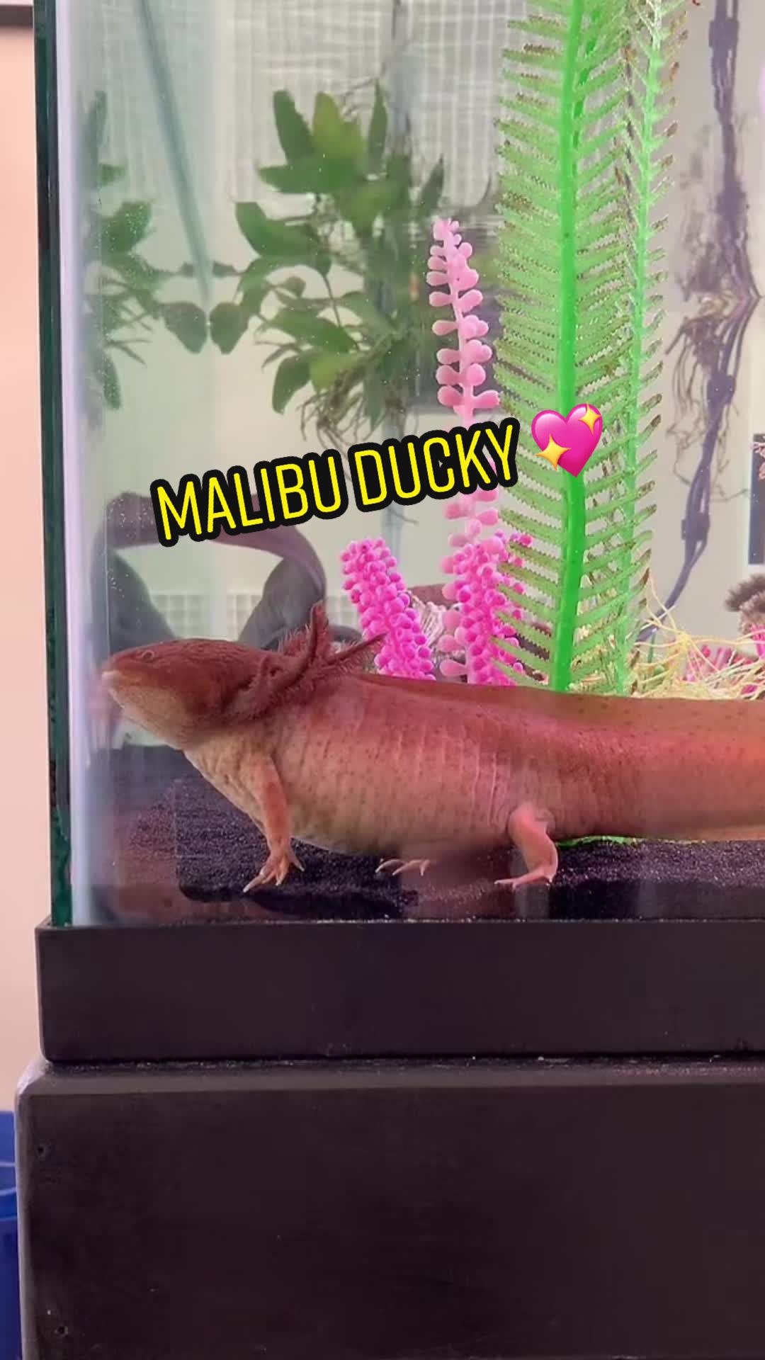 @JubJub