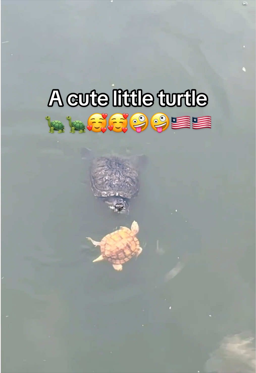 @Mr. Turtle