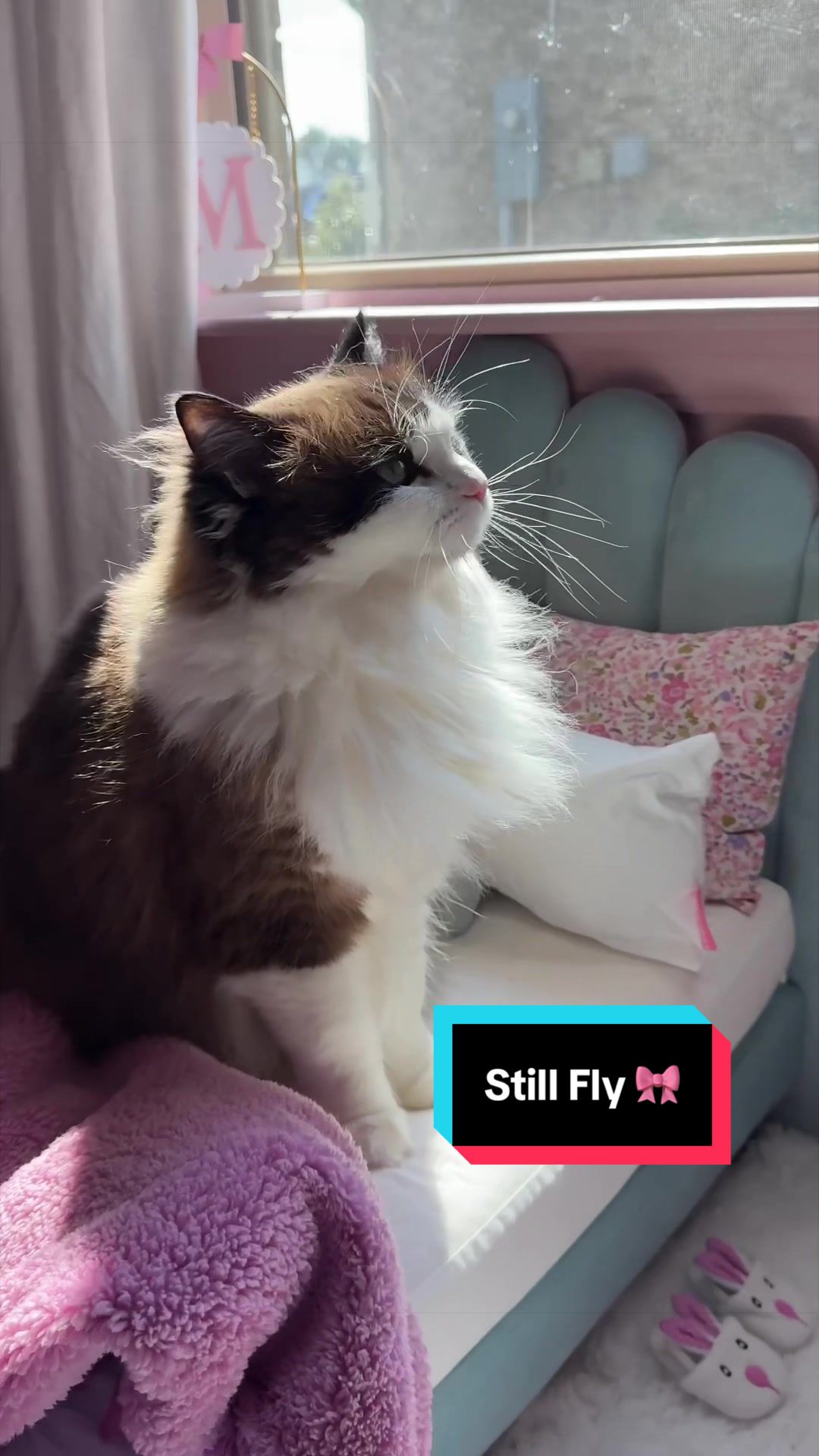 @Meredith Ragdoll Cat
