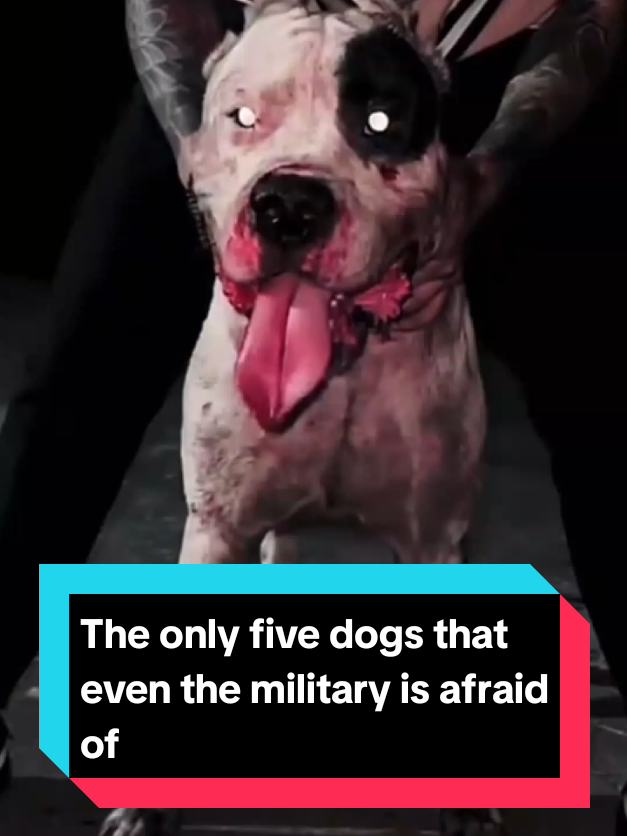 @The pet post