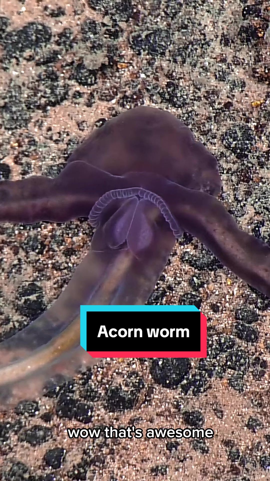 @Ocean Exploration Trust