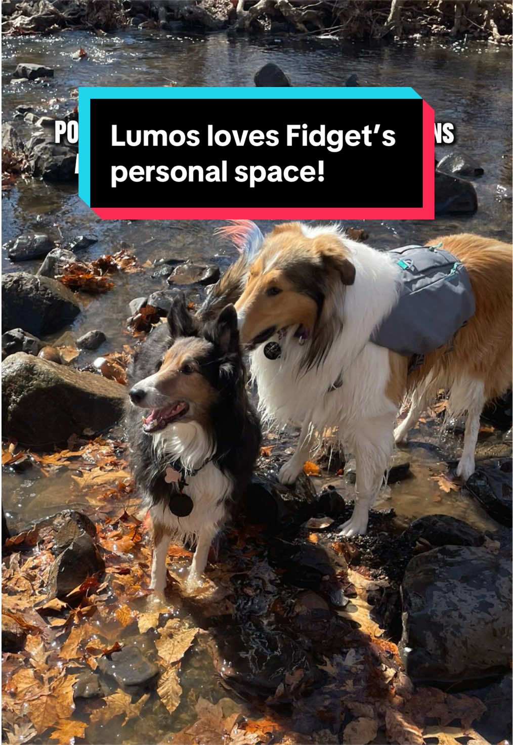 @Dakota & Pups