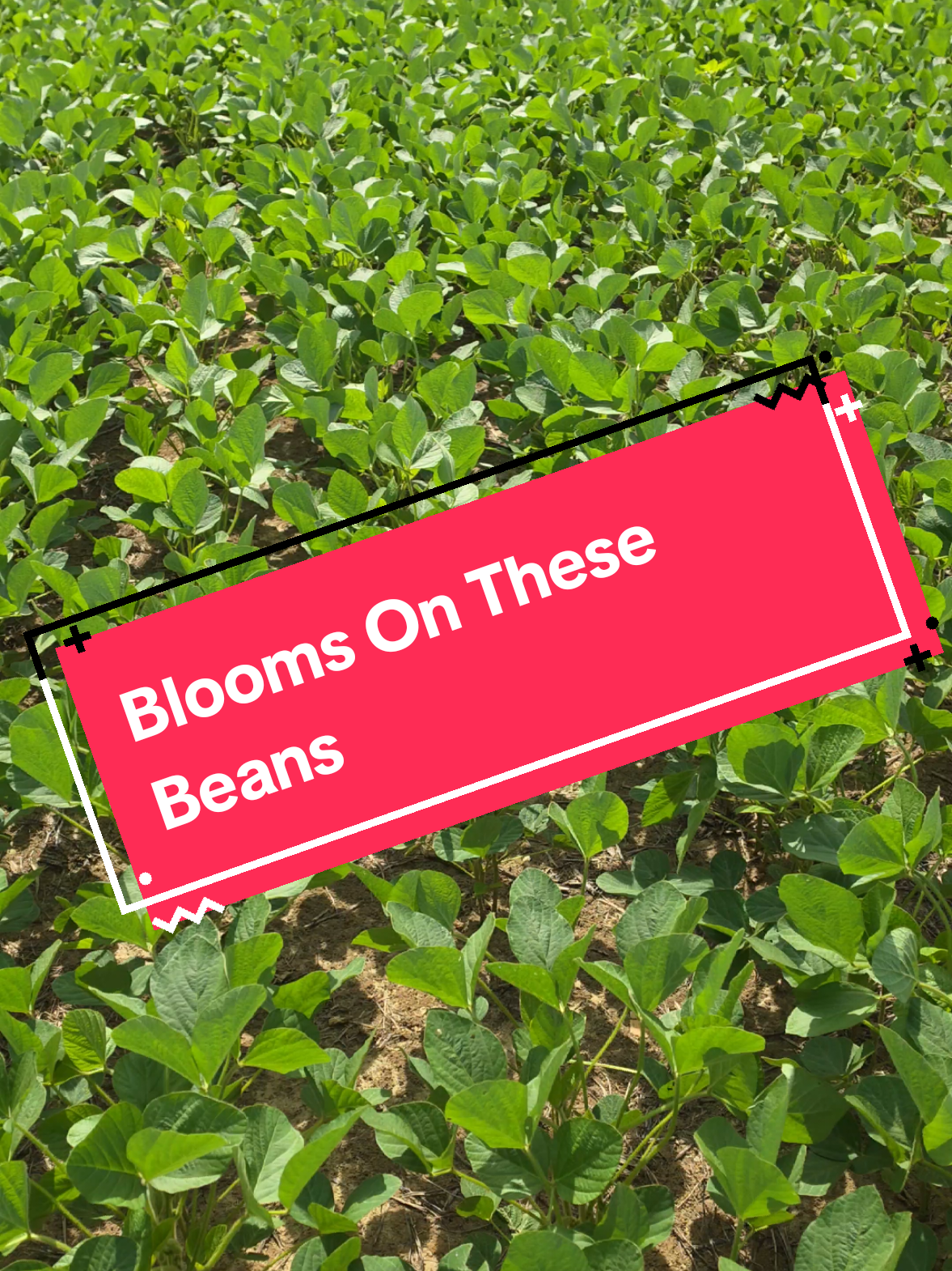 @Bushart Farms