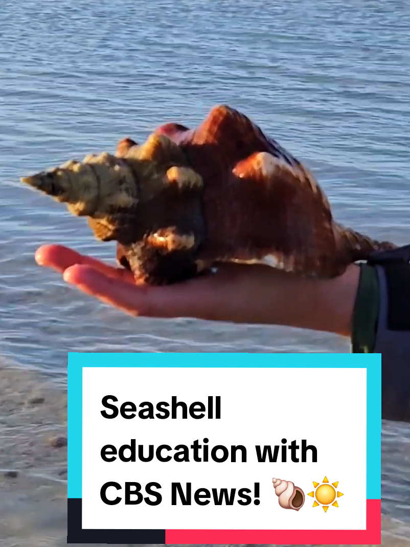 @The Seashell Mermaid ๐