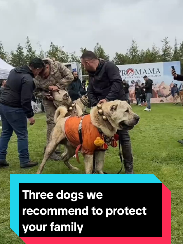 @The pet post