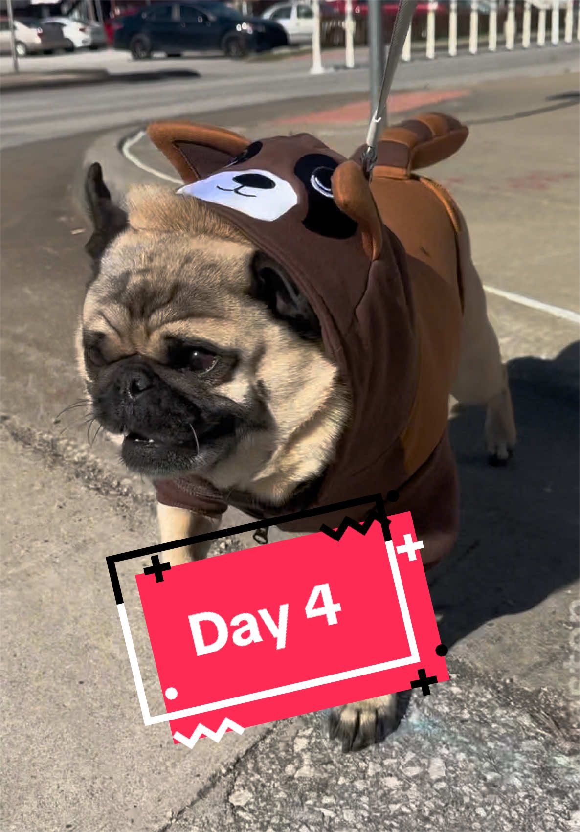 @Winston the Pug