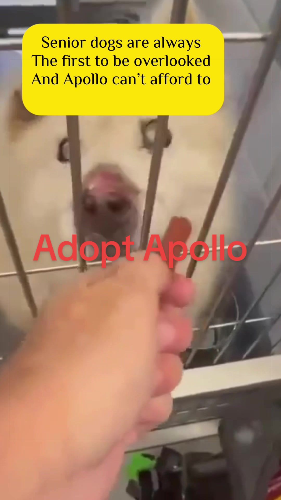 @ʙᴇ ᴛʜᴇɪʀ ᴠᴏɪᴄᴇ🐾PSP1🫶🏻🐾🐶❤️