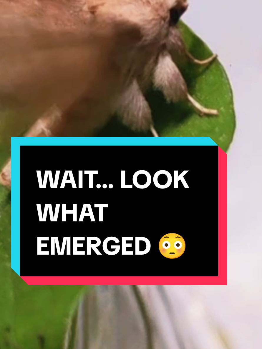 @TUTIE