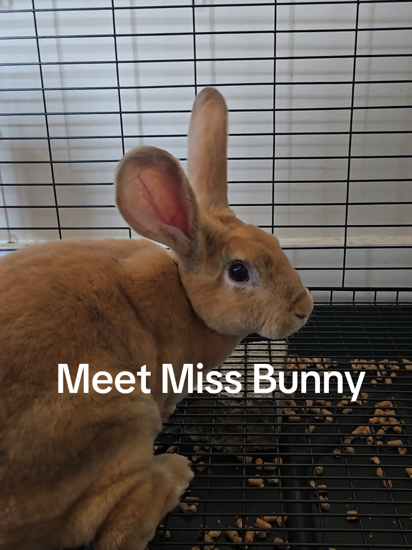 @Hidden Home Rabbitry