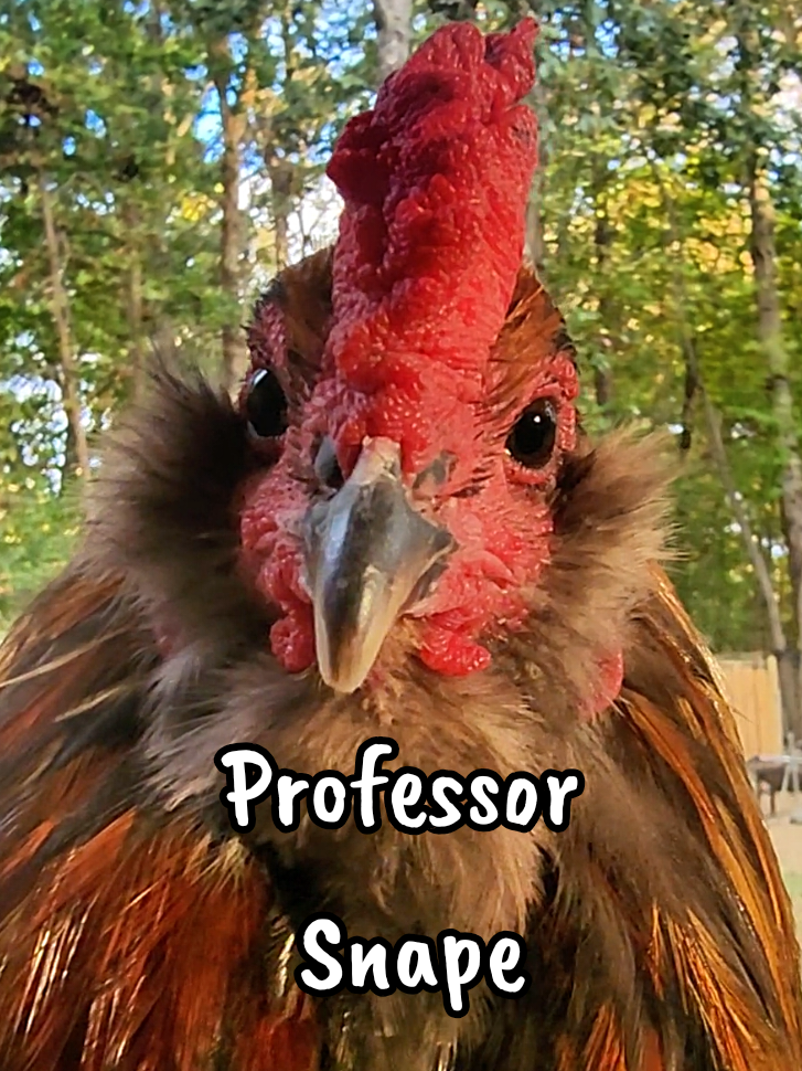 @Dobie/ Chicken Mom, & Bird ❤️r