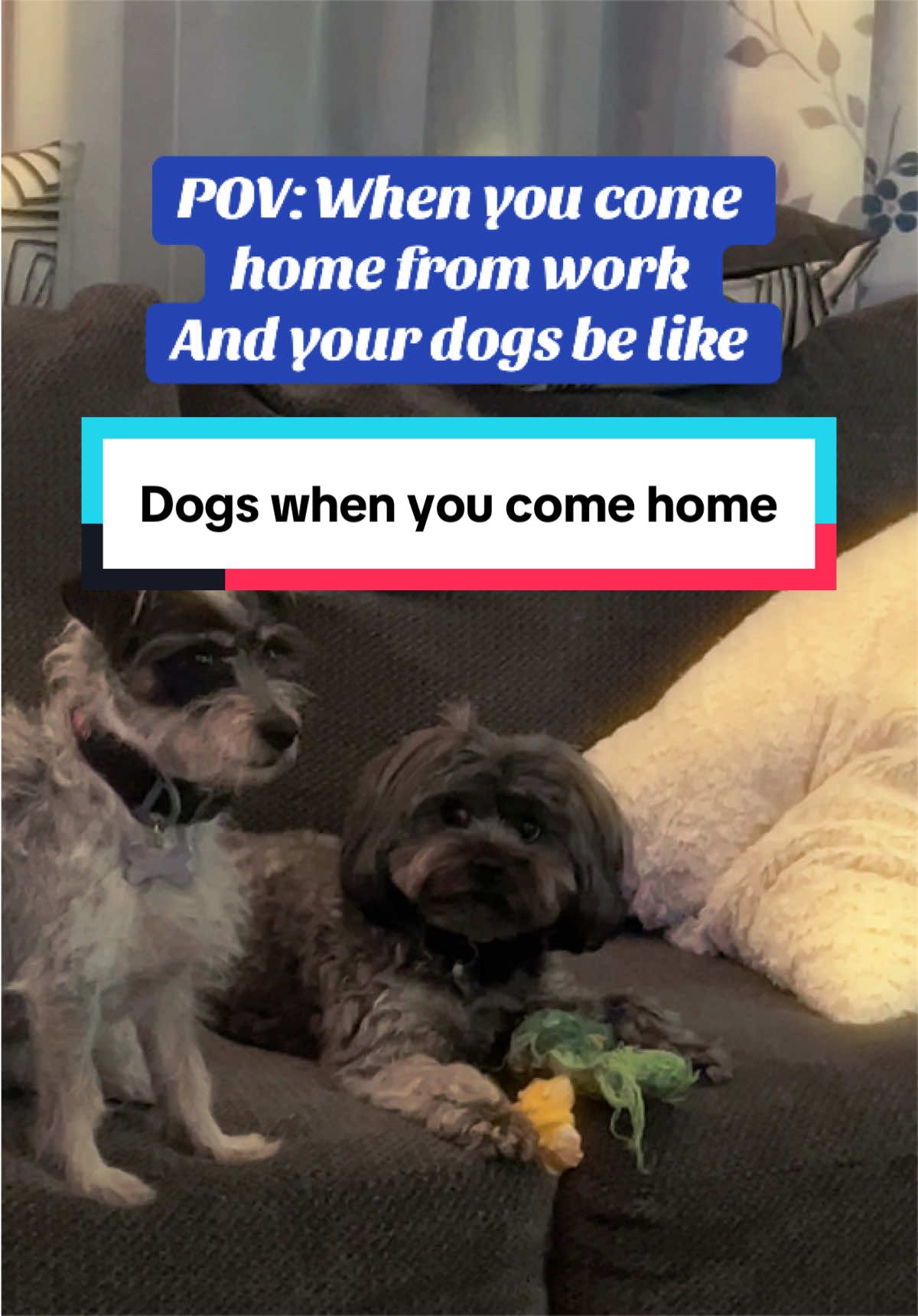 @Life with Milo and Mia!!!❌❌