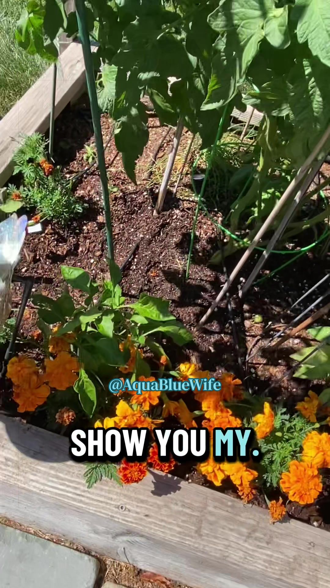 @AquaBlueWife✝️