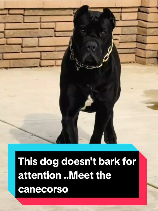@The pet post
