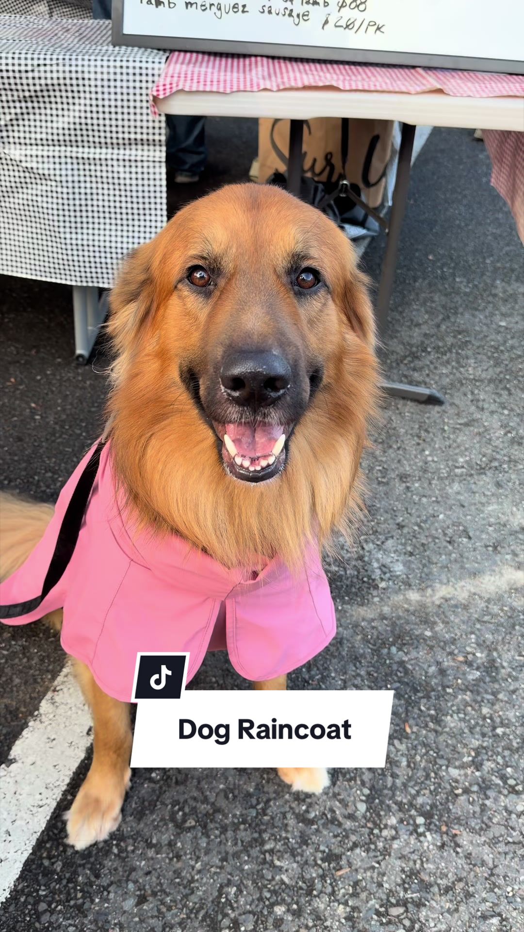 @lifewithgoldenshepherds