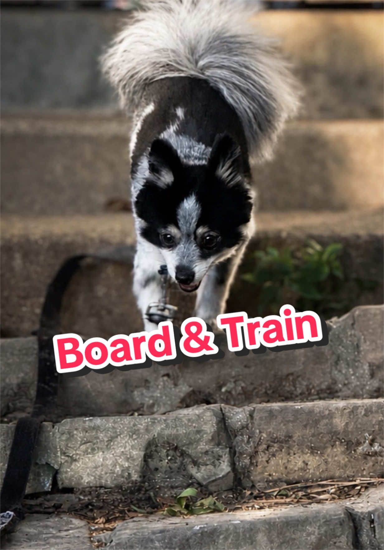 @CRZK9 Dog Training