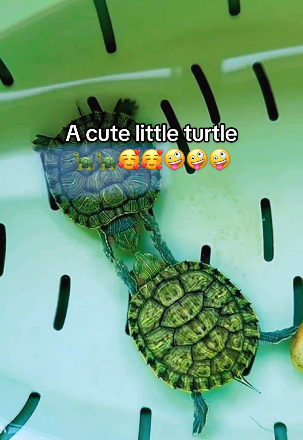 @Mr. Turtle