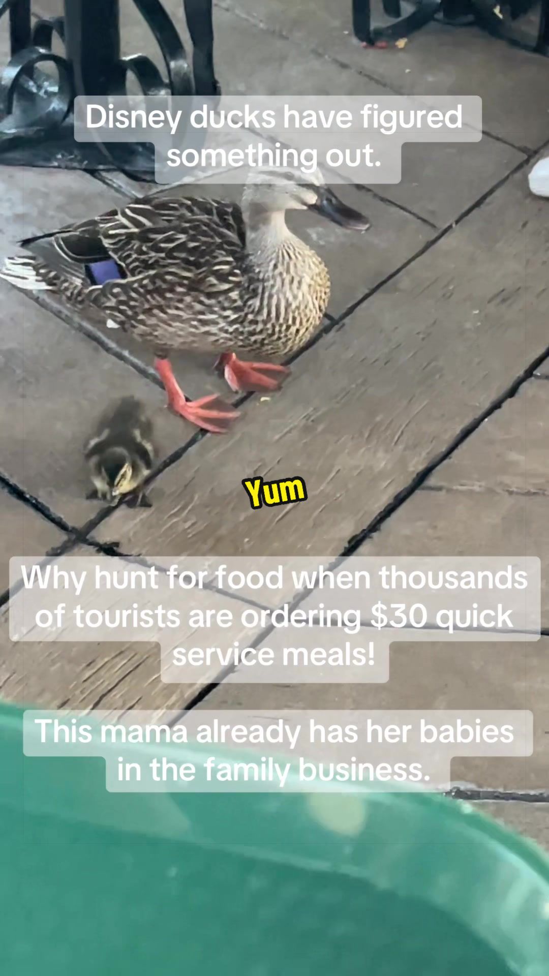 @mimimouseears