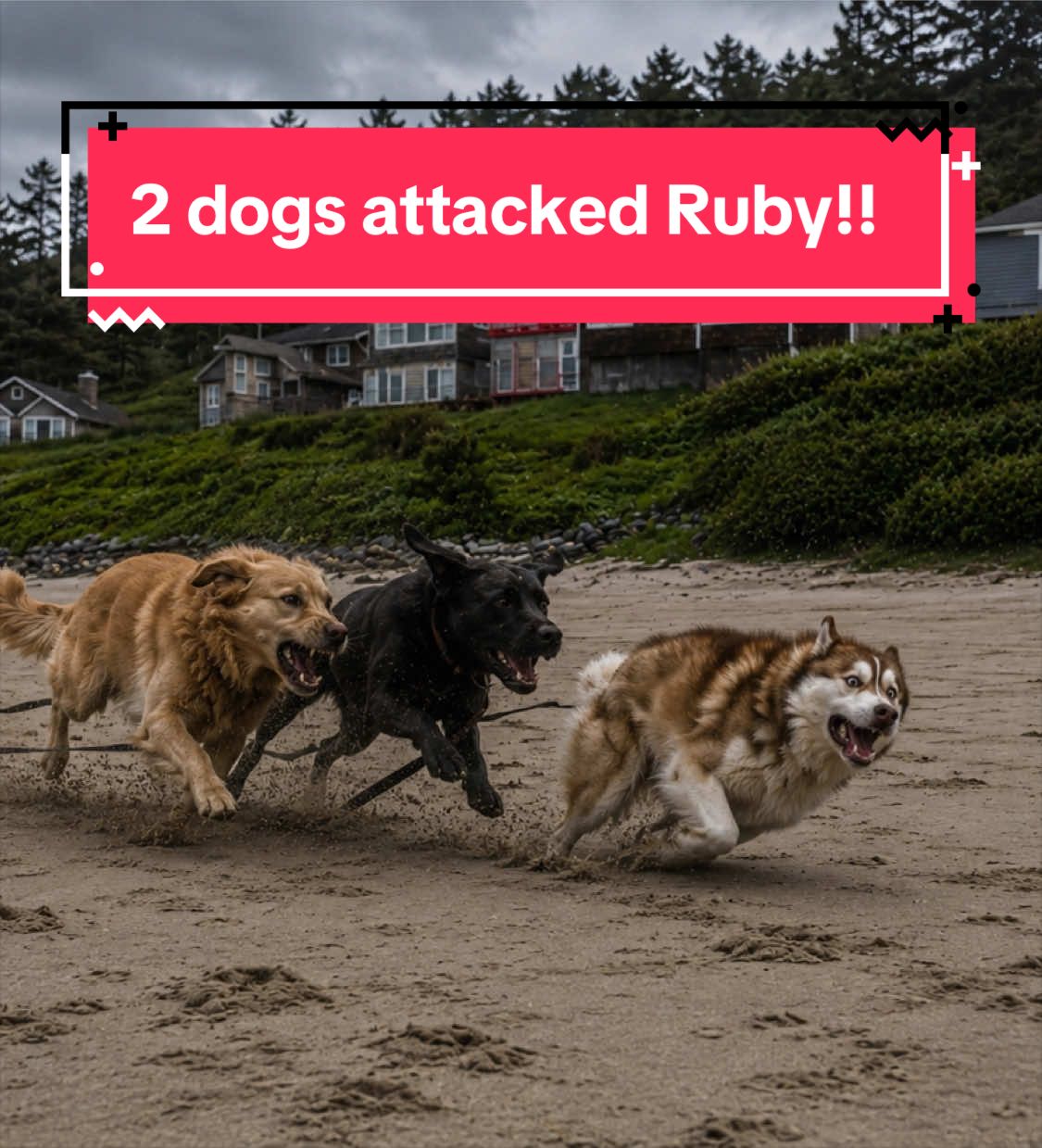 @Ruby the Pomsky
