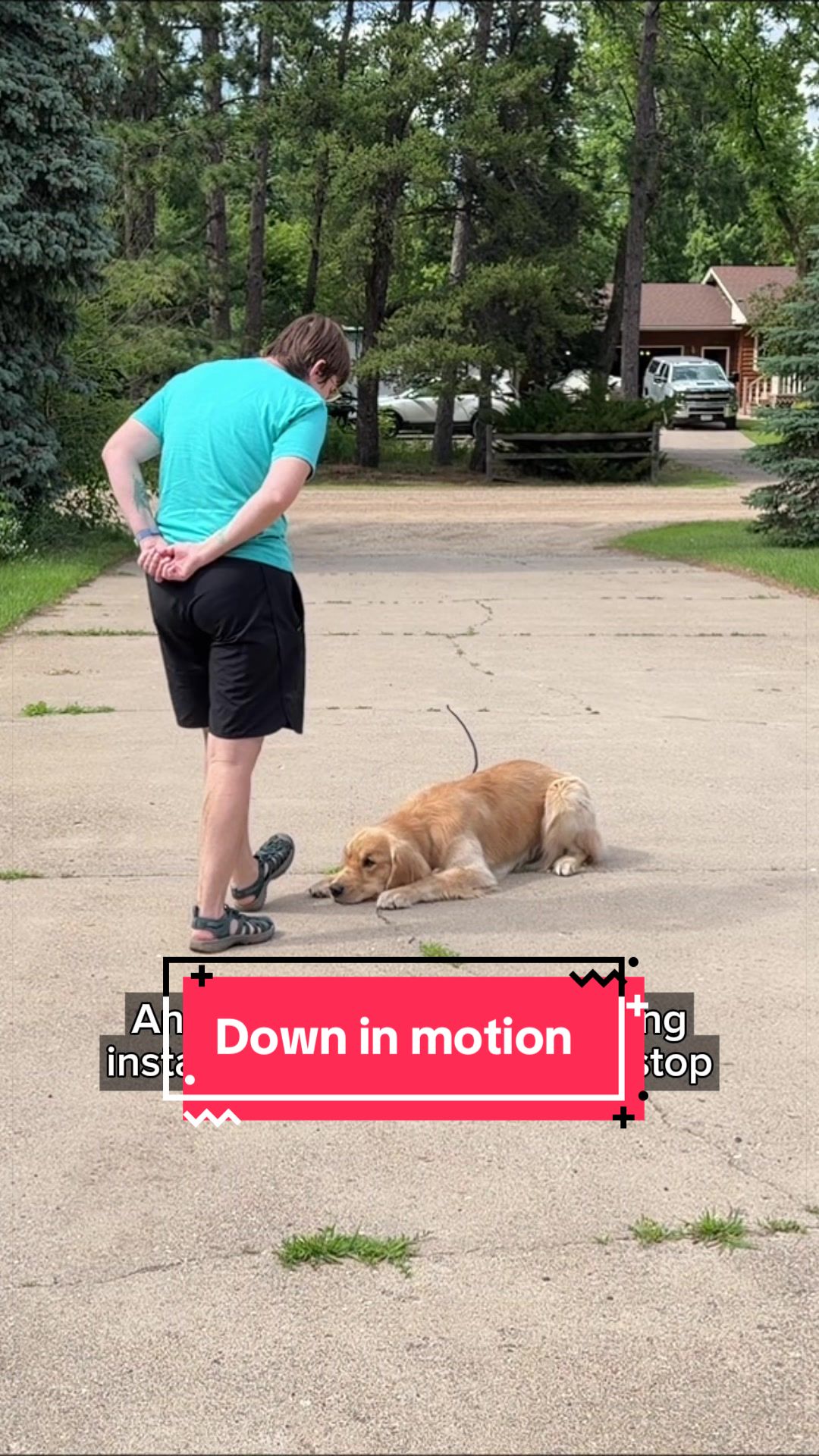 @Laura Waudby - Dog Sports