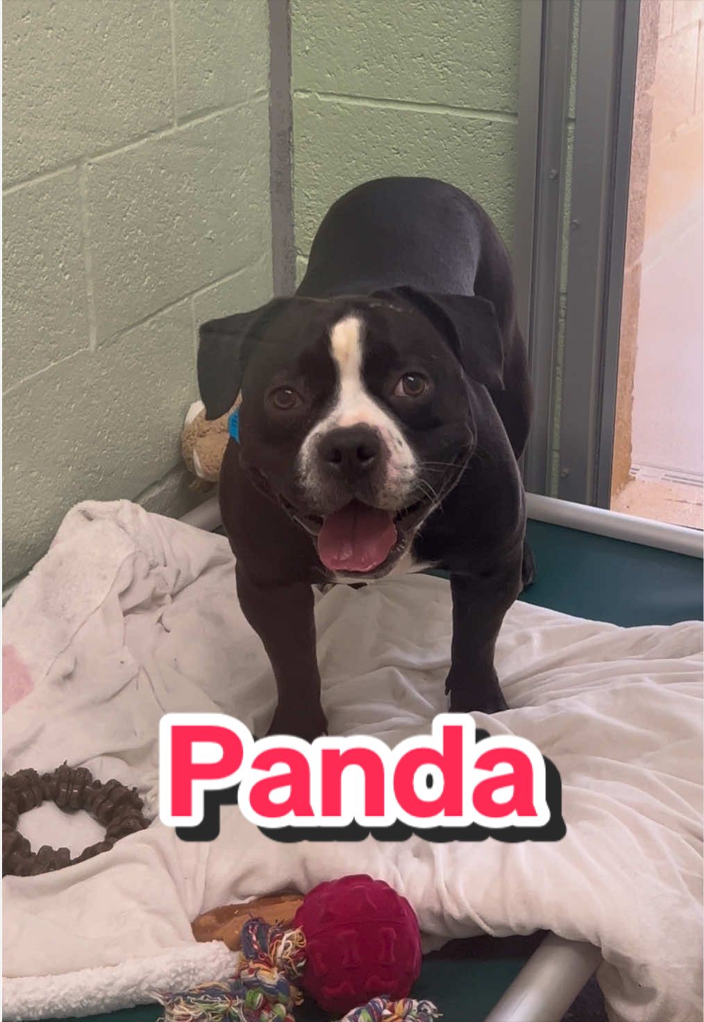 @Peggy Adams Animal Rescue