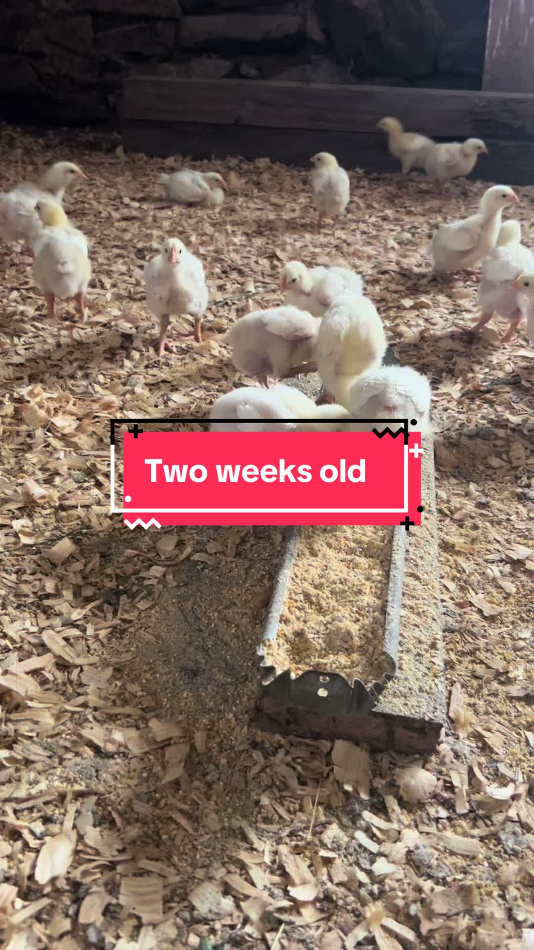 @littlesandycreekfarm